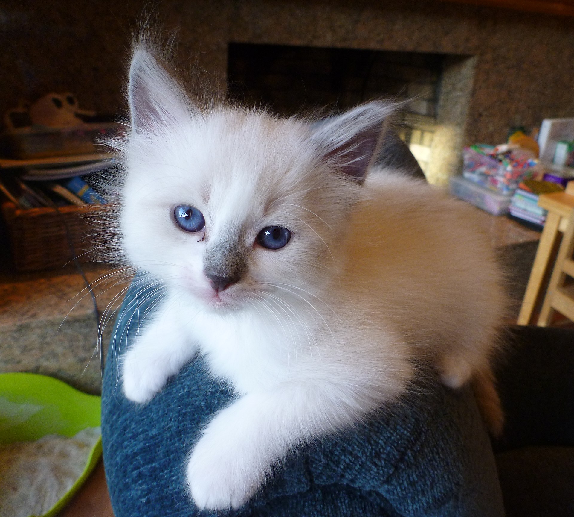 A kitten from Wikipedia